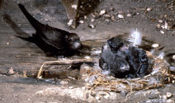 Swifts on the nest